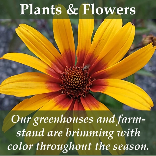 Plantsandflowers-2022 Our greenhouses are brimming with color.